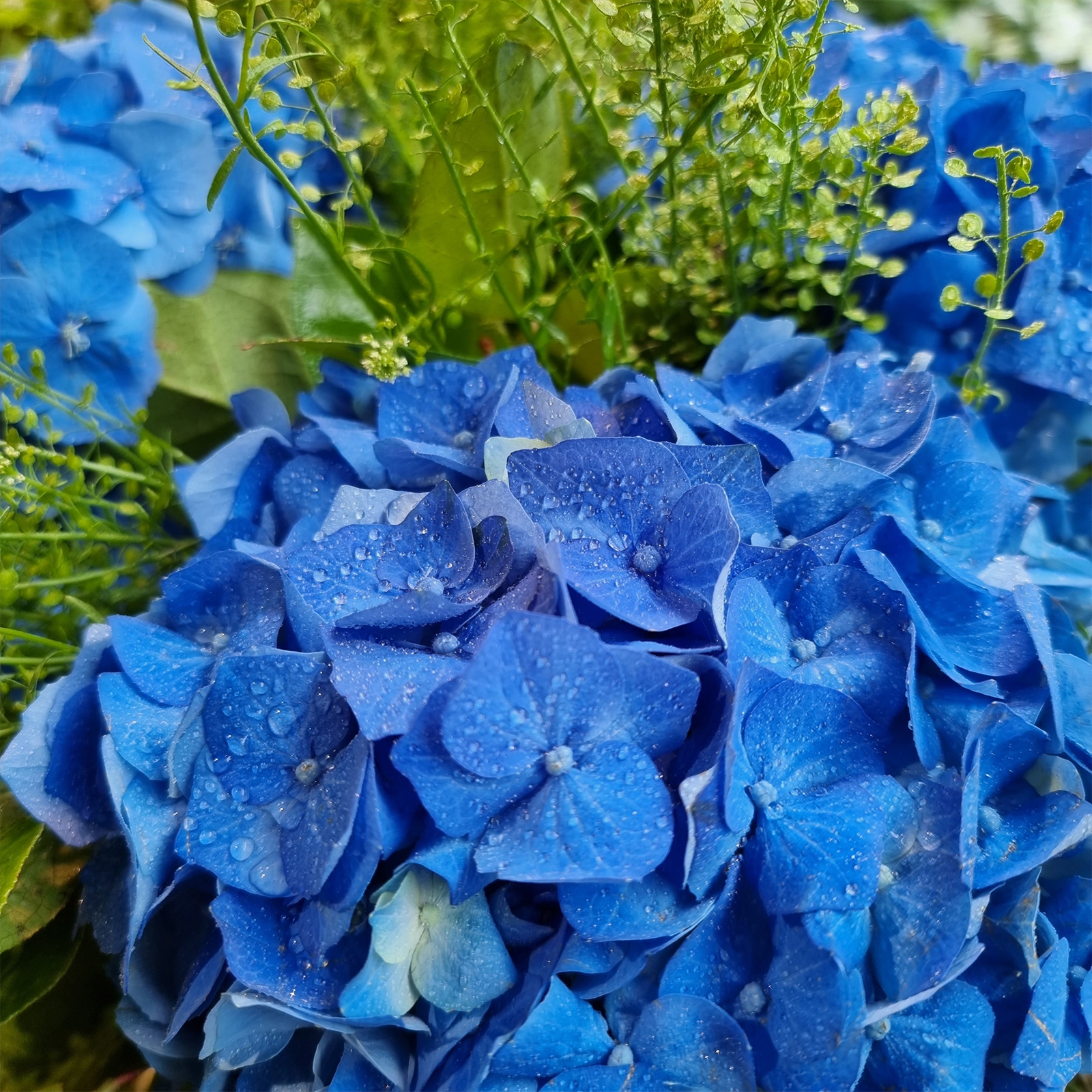 Ramo de hortensias un regalo ideal cualquier día, Flowers and Events by Josu Irizar - Donostia - San Sebastián