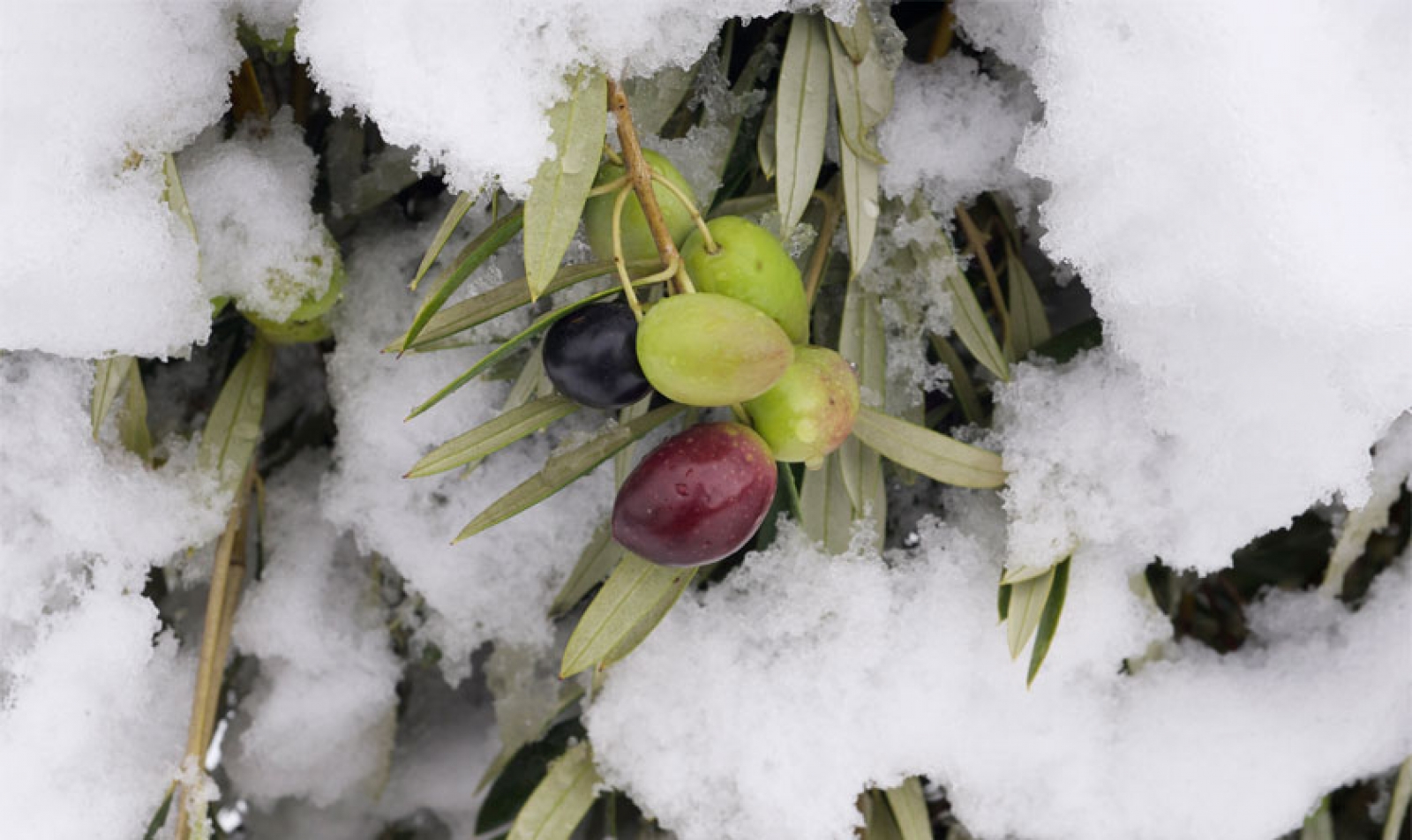 Aceite de oliva virgen extra 50cl Masia El Altet